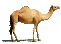 camel pic