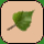 birch